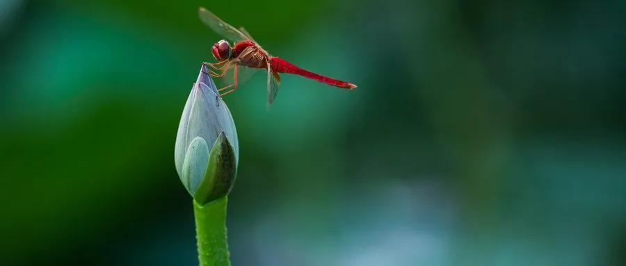 厦门看荷花哪里好,厦门荷花观赏地