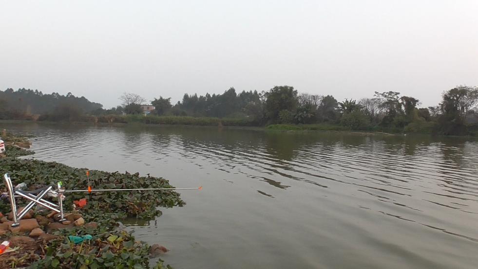 梅州钓法钓鲮鱼钩距多少,钓鲮鱼正确的吃口信号