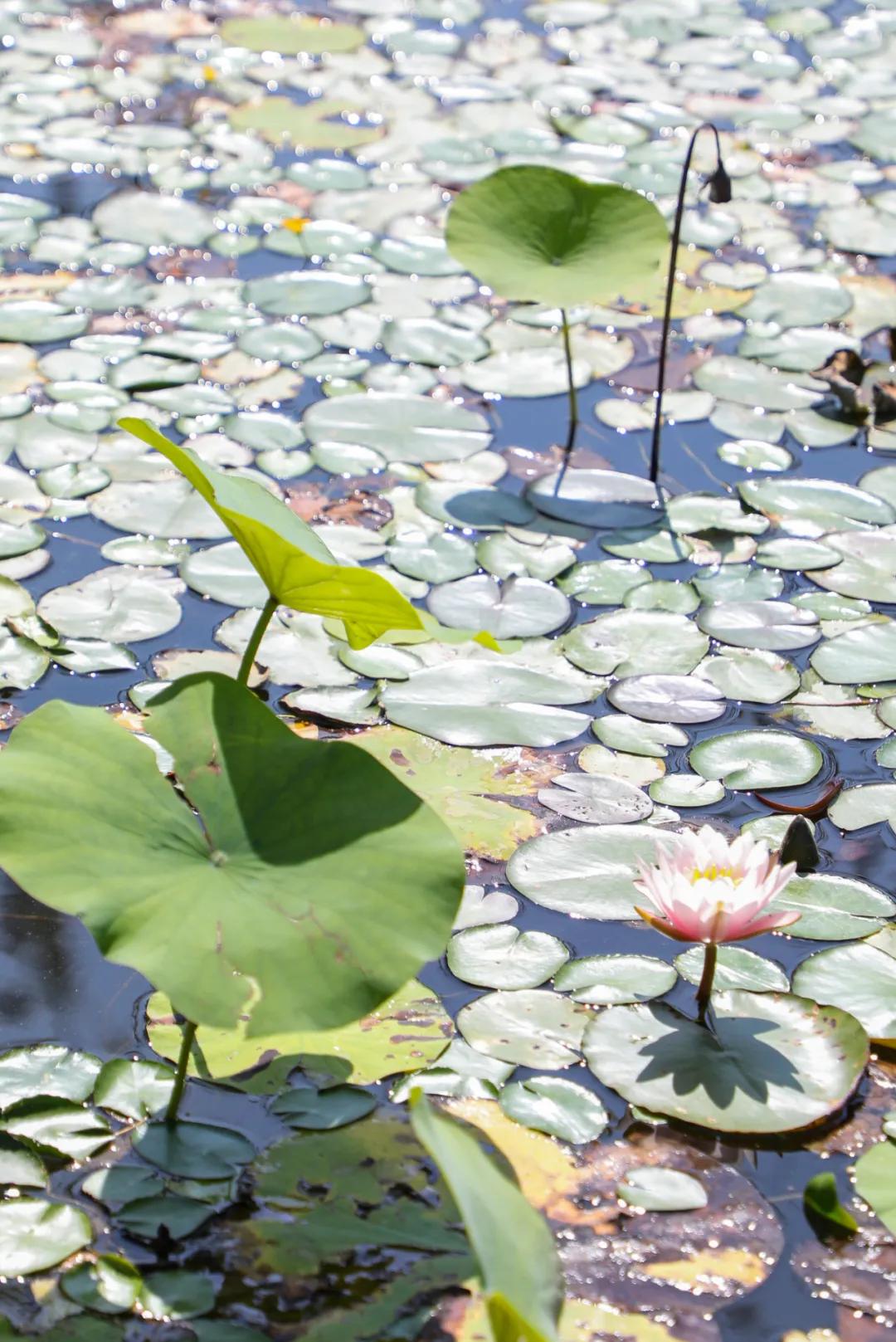 北京人少景美赏秋的公园,北京赏秋中山公园