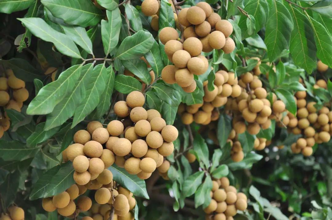 你了解东莞吗,廉江有什么