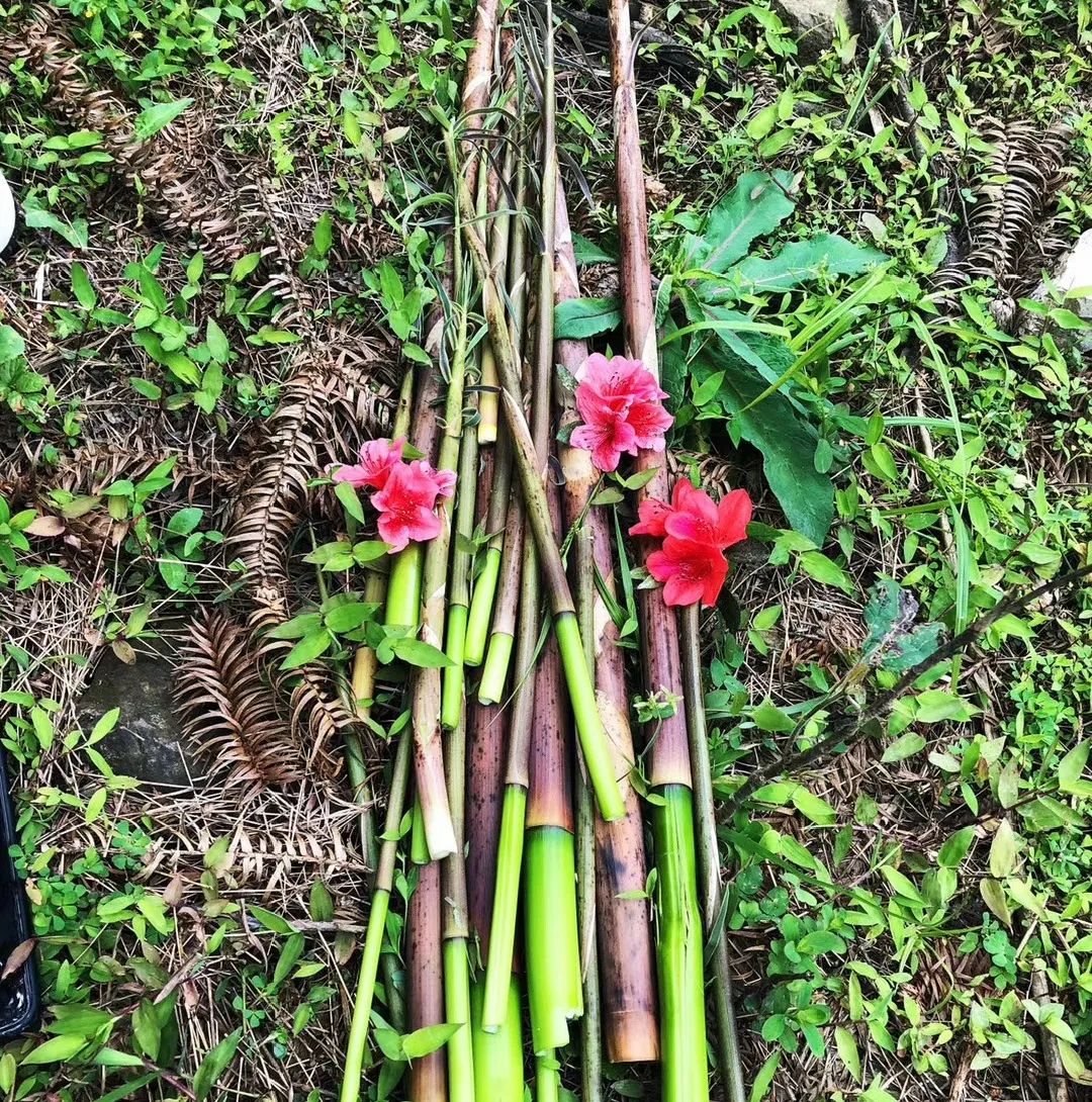 春日自然教育,春日茶语正能量