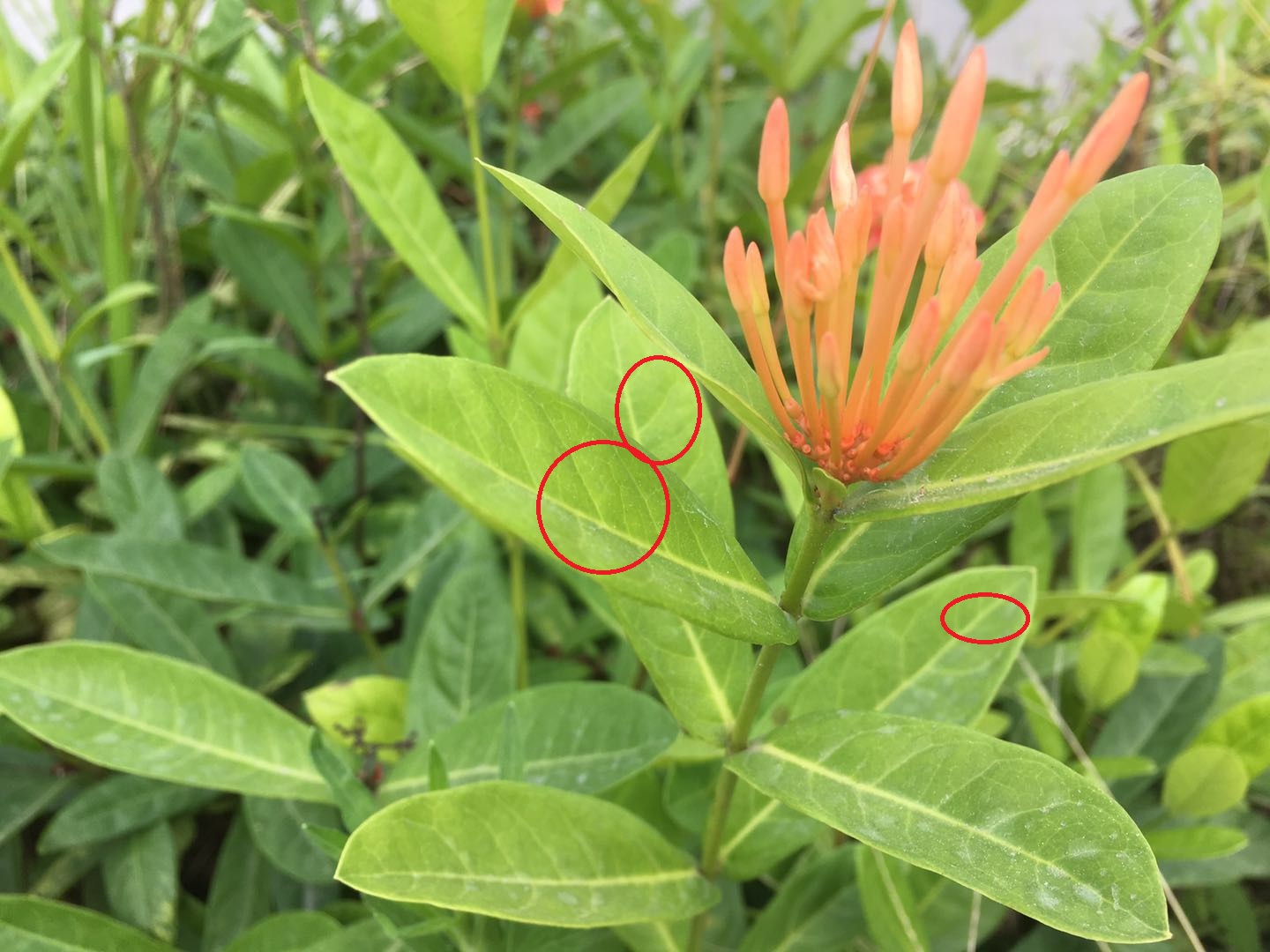 龙船花秋天开花后怎么修剪,龙船花幼苗修剪