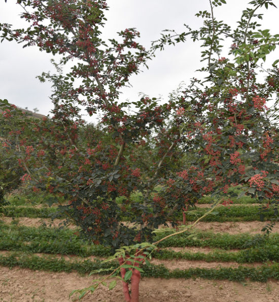 甘肃武都花椒种植技术,甘肃种植花椒的前景分析