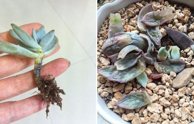 多肉得黑腐病无药可救？那是你不会处理，尽早手术还能延续生命