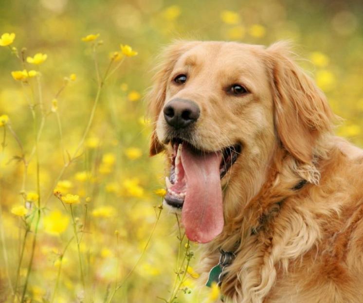 最霸气又好养的狗是什么狗,最酷的六种狗排名前十
