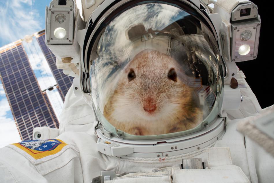 人类可以在太空中生育吗？