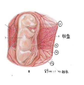 母猫生产排出胎盘多久生产,猫胎盘在腹中母猫能排出来吗