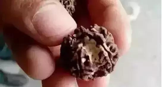 菩提手串掉色有毒吗,菩提手串生虫