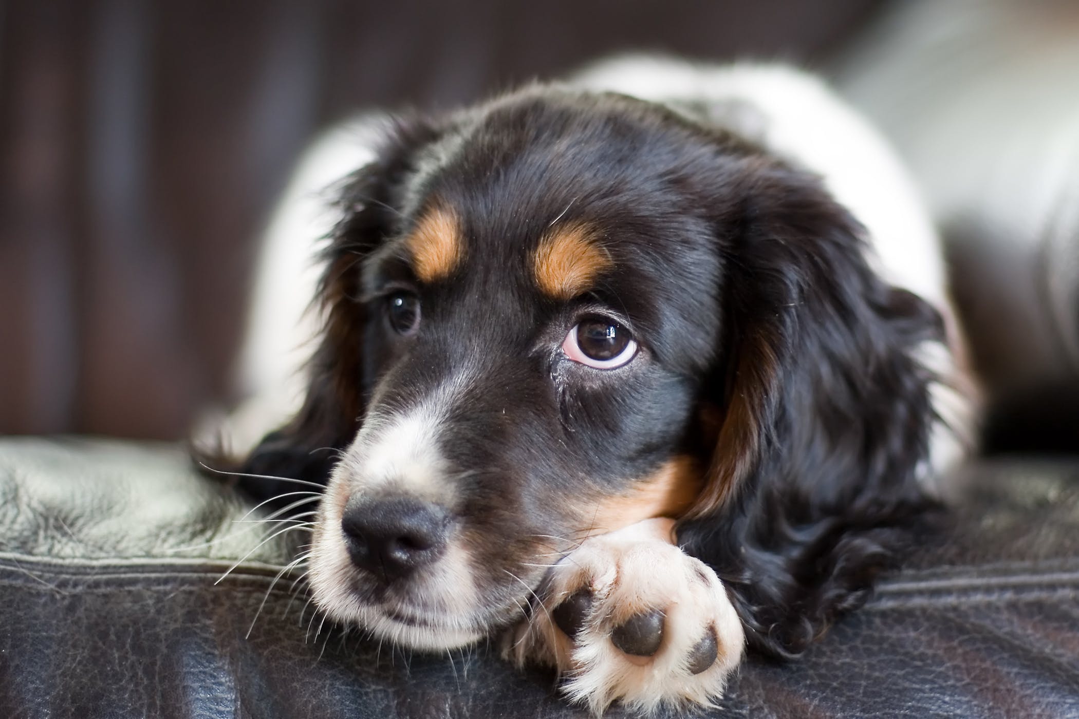 狗吐黄水和白沫不吃东西怎么回事,狗吐白沫能传染到另外一条狗吗