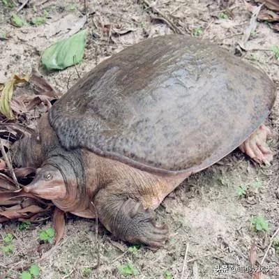 百年巨鳖,百年巨兽被抓视频
