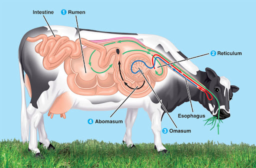 国外牛身上为什么要开洞,牛肚子上开洞放气牛不感染吗