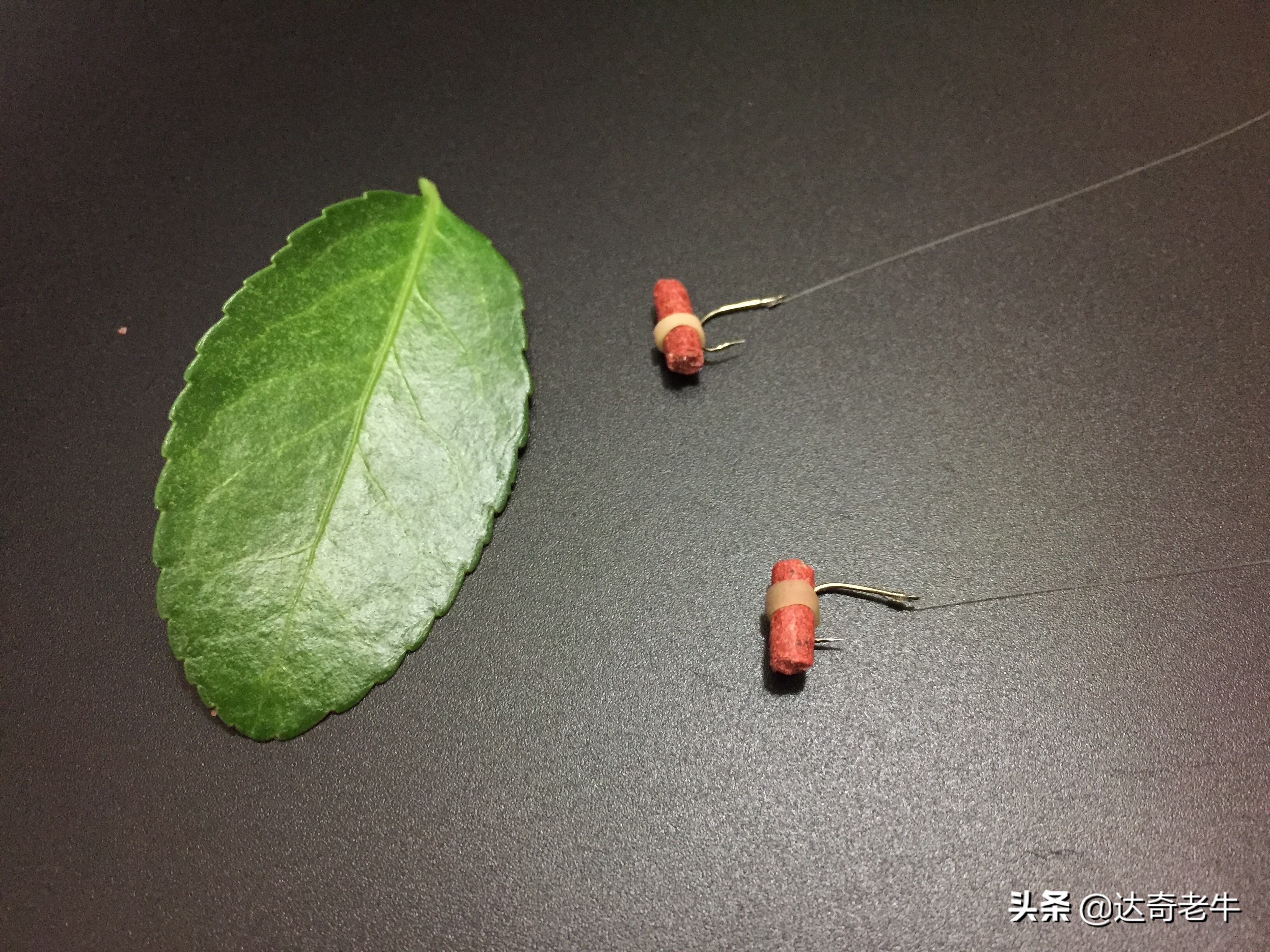 钓鲫鱼红虫蚯蚓正确方法,红虫蚯蚓怎么钓大板鲫