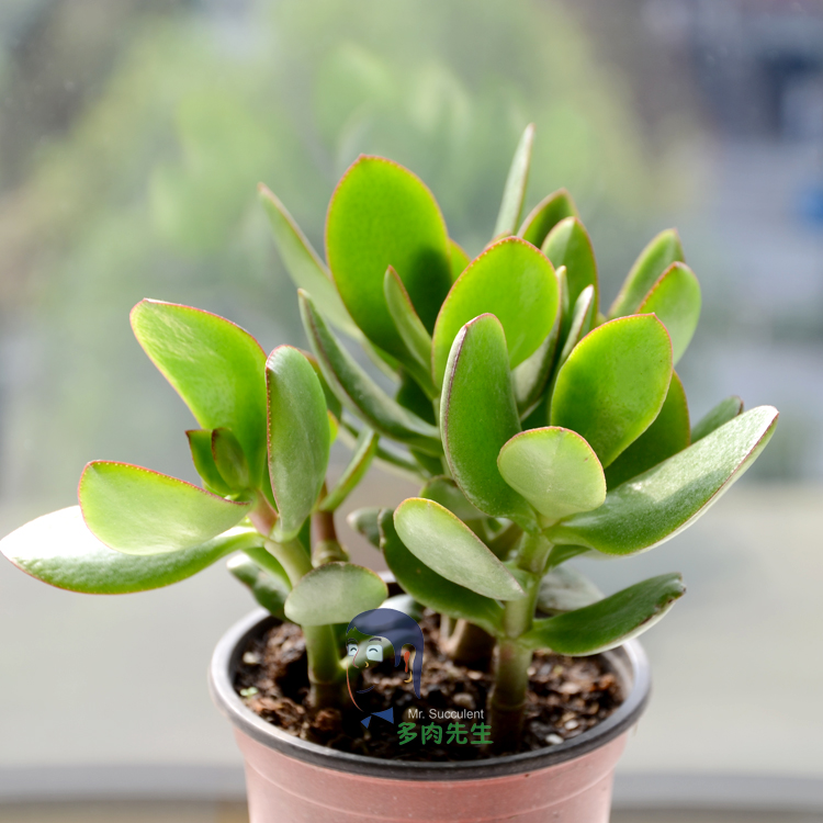 室内耐阴多肉植物推荐,多肉植物耐阴吗