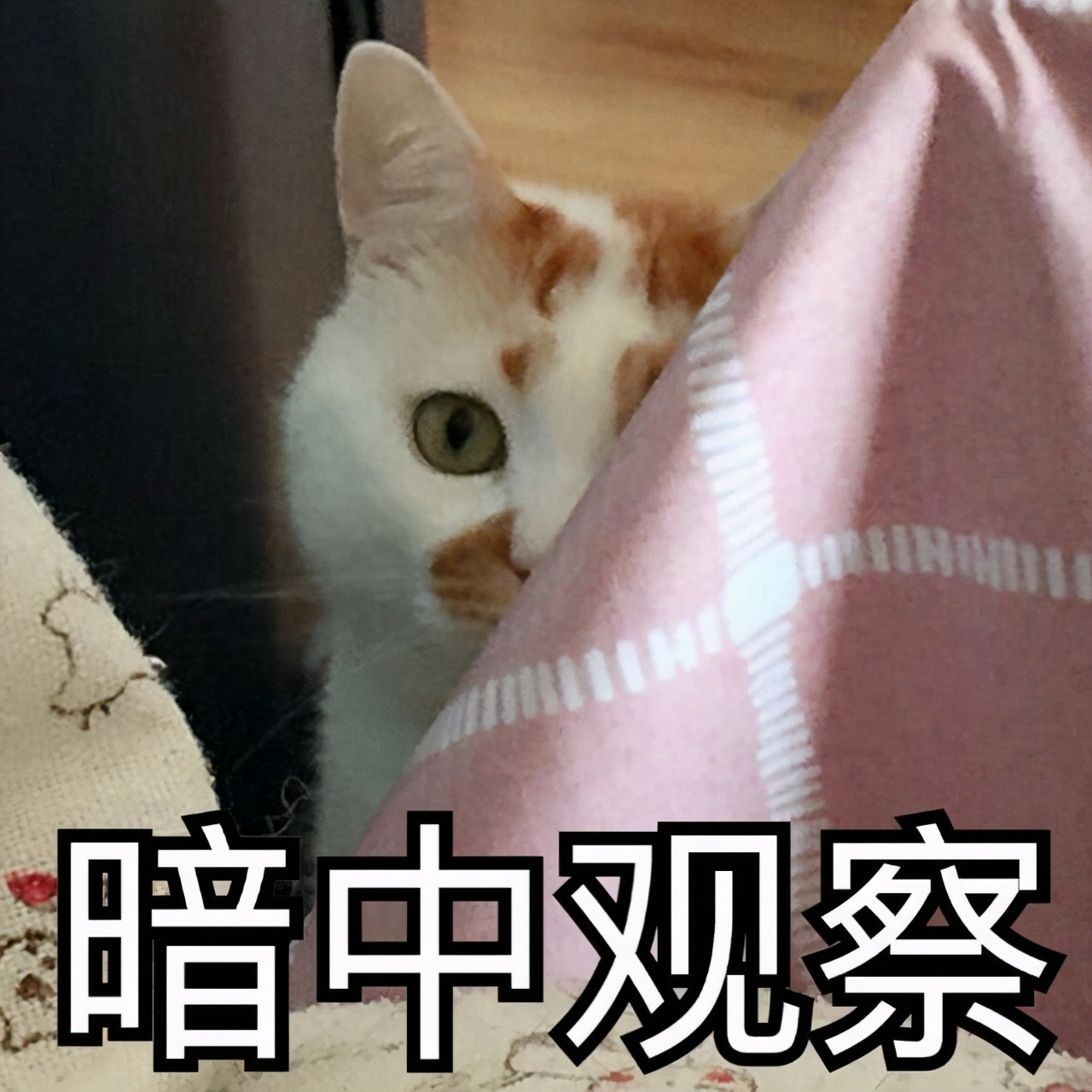 小奶猫眼睛总是被分泌物黏住,小奶猫眼睛分泌物多是什么原因