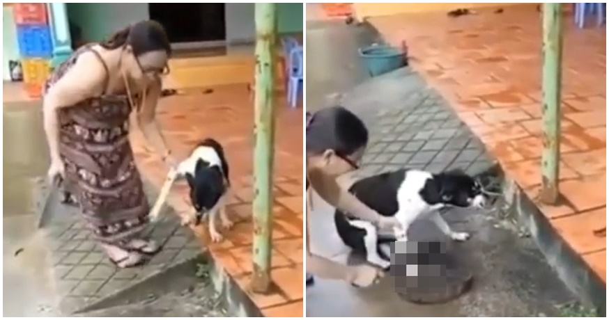 狗狗因为偷吃肉被主人打,越南狗被砍脚事件