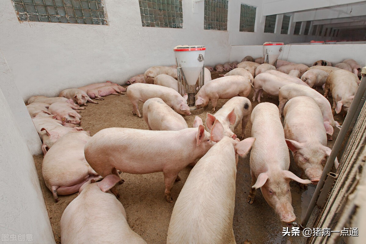 猪瘟到底是怎么回事,去年猪瘟到底是什么情况