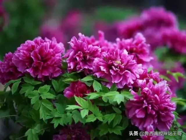 牡丹十大品种九大花系,牡丹进口品种图片及名称