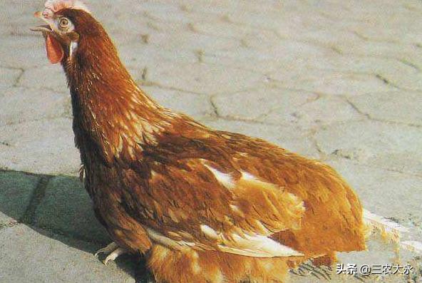 鸡流鼻涕呼噜咳嗽甩鼻喂什么药,鸡咳嗽甩头呼噜用什么药治疗