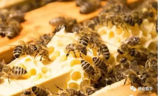 蜜蜂养殖技术一亩能赚多少钱,靠谱的蜜蜂养殖技术指导