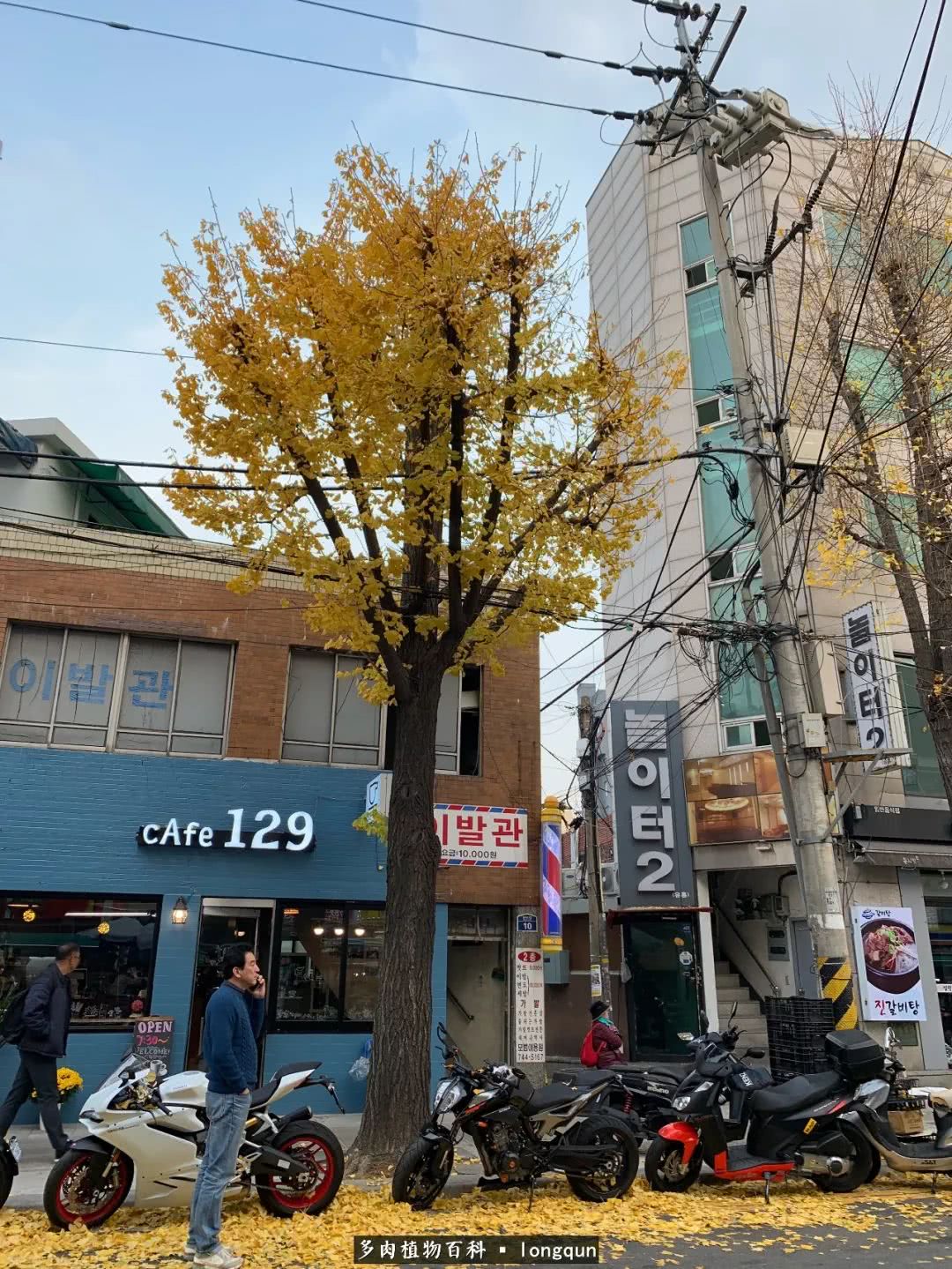 肉叔带你走遍韩国多肉大棚,记一次精彩的采摘之旅