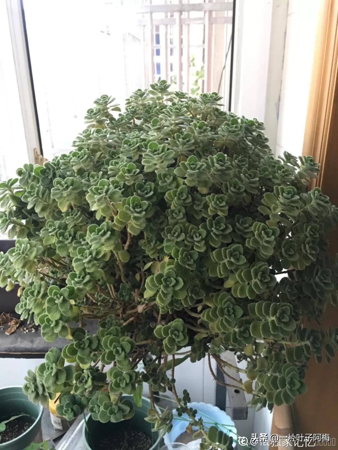 哪些多肉适合养老桩?多肉老桩摆窗台最精致了,看一眼就忘不了