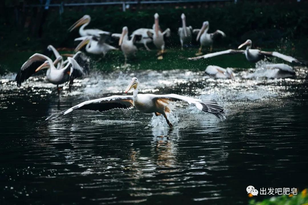 长隆飞鸟乐园长隆熊猫酒店怎么选,周一长隆野生动物园游玩攻略