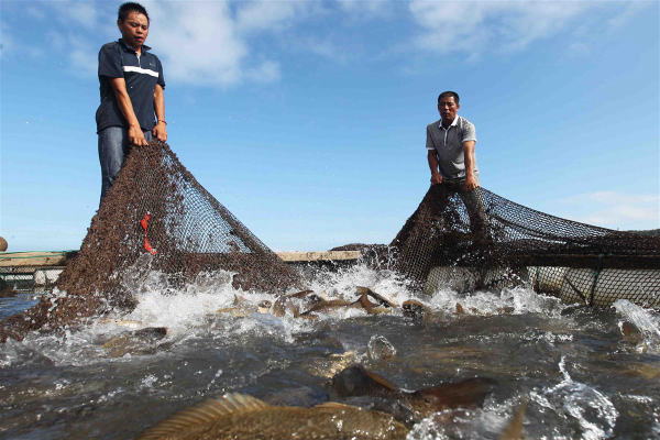 美国红鱼濒临灭绝,在美国把野生保护动物带回中国