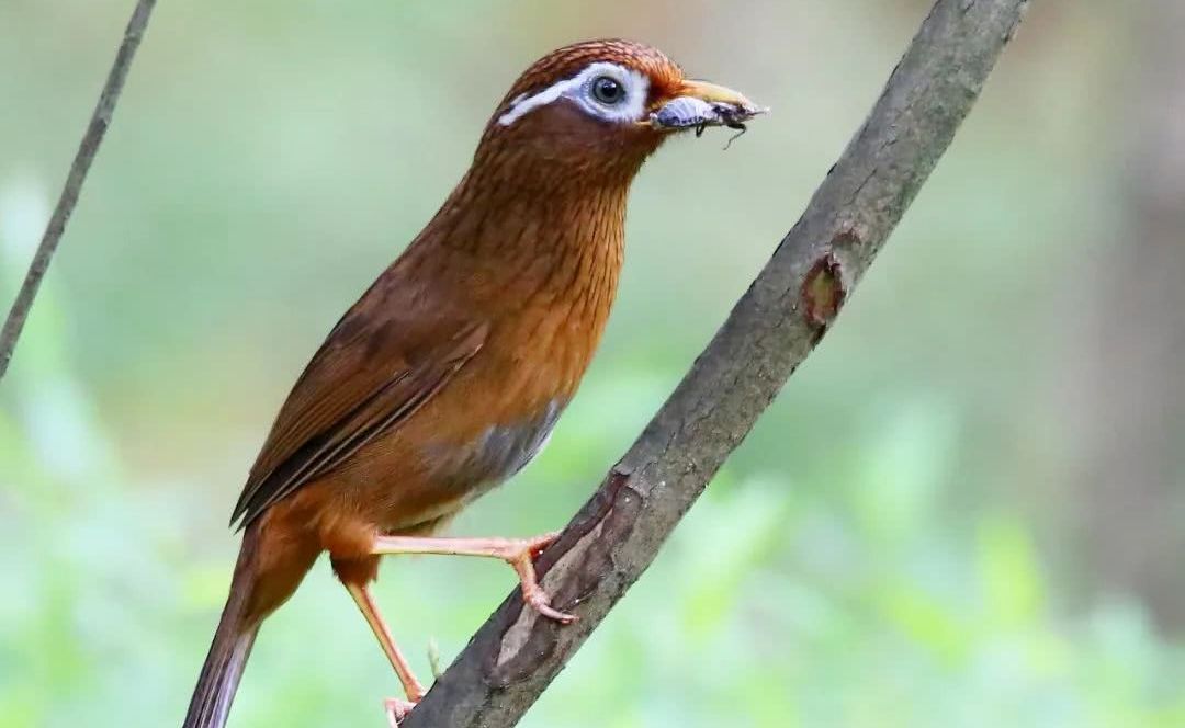 画眉鸟叫声沙哑能不能养,画眉鸟不唱大叫