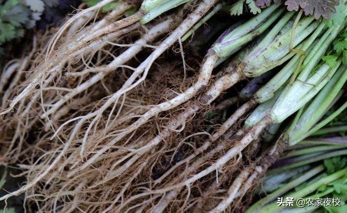 如何用土种香菜根,香菜根怎么用土栽培视频