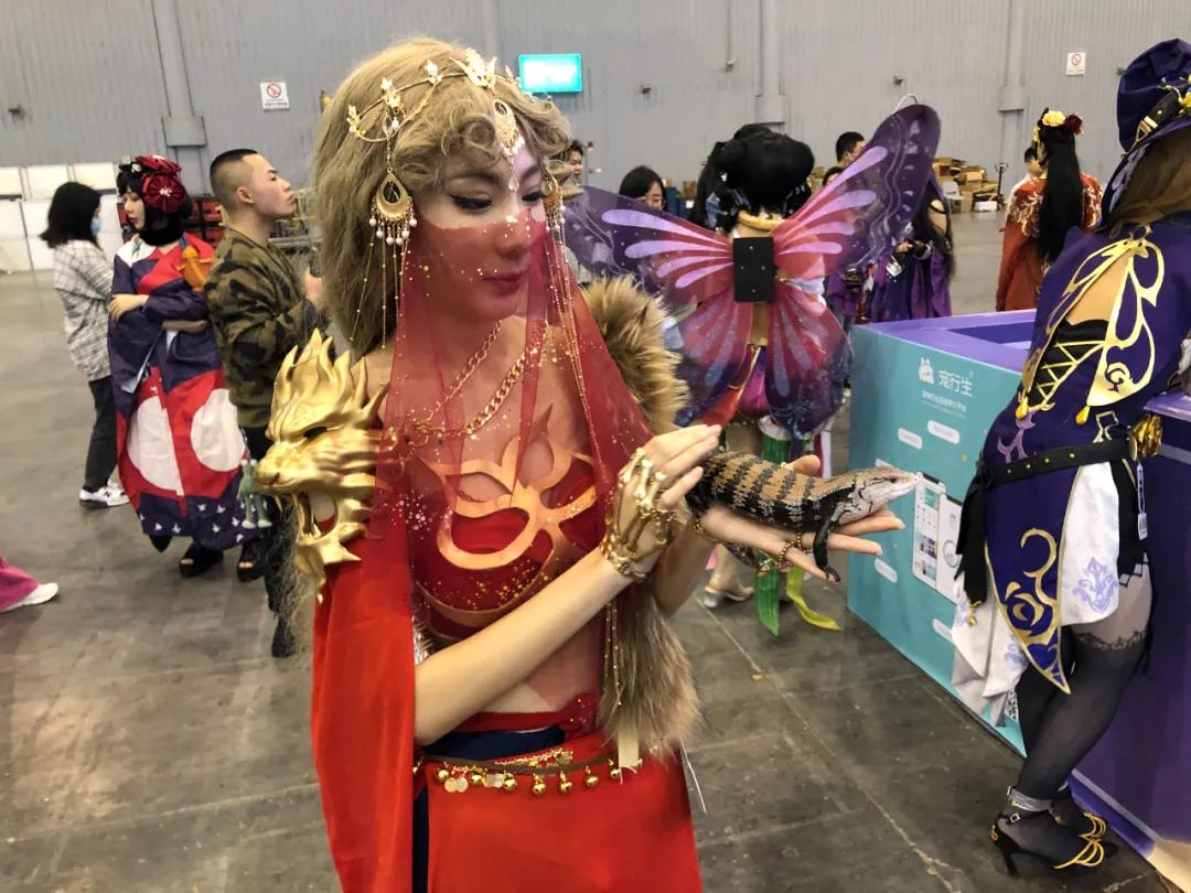 西北宠物行业的剁手盛宴来喽