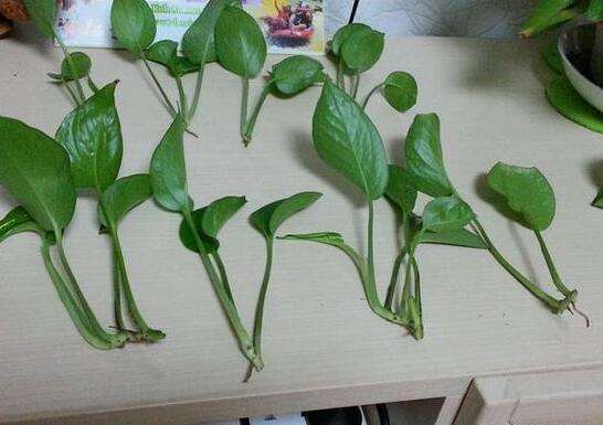 给绿萝施肥放几粒,一盆绿萝一次喂多少复合肥