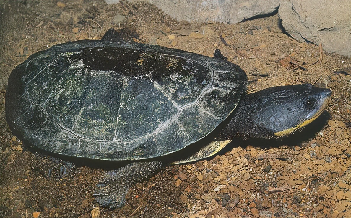 龟类大百科,大眼睛龟类