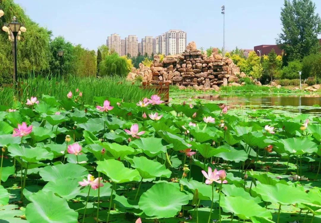 辽宁中医药大学杏林学院独立学院,辽宁中医药大学三个校区