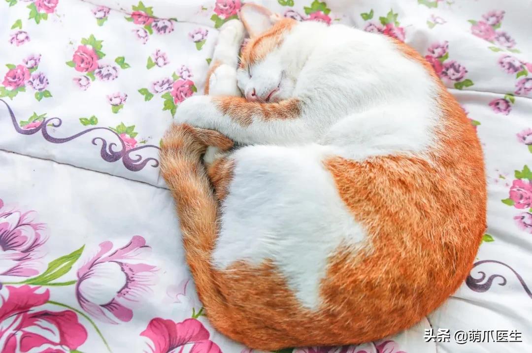 猫睡相太丑,因为猫样子丑所以被遗弃