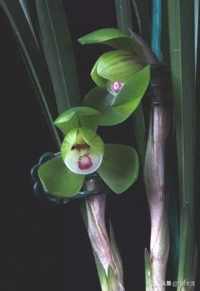 春兰名品兰花,春兰兰花名品图鉴