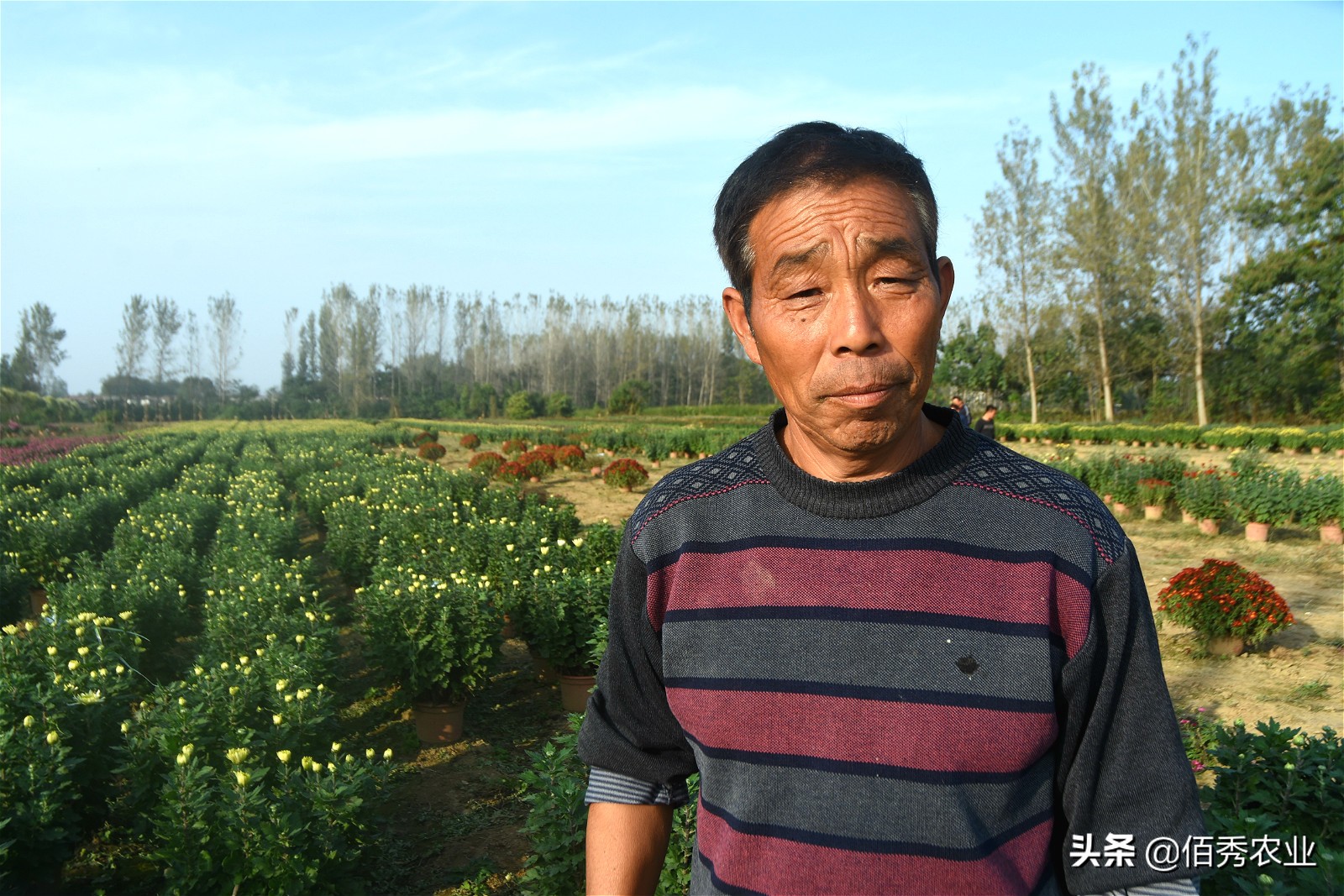 金秋十月菊花鲜,金秋十月菊花怎么样