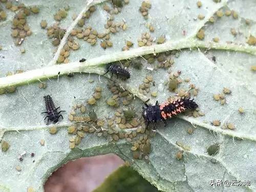 西瓜地里抗性蚜虫有啥好办法,西瓜蚜虫是上午打好还是下午打好