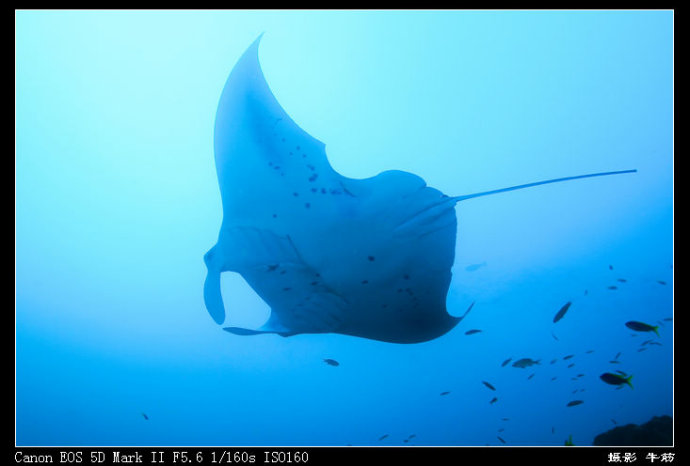 巨鲸轰炸机,鳐鱼战斗机