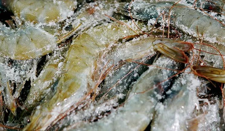 重庆冷冻虾检测呈阳性,一批冻虾包装检测阳性