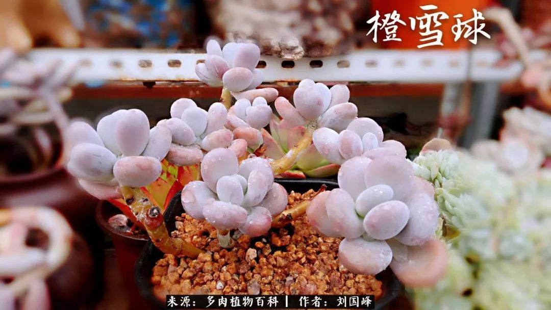 七百元打造的多肉王国，你还缺什么？