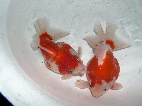 新手养金鱼哪种金鱼最好养,金鱼种类和饲养难度