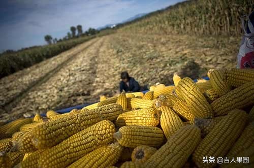 吉人果园深度分析：农民与消费者之间的那道“怪坡”