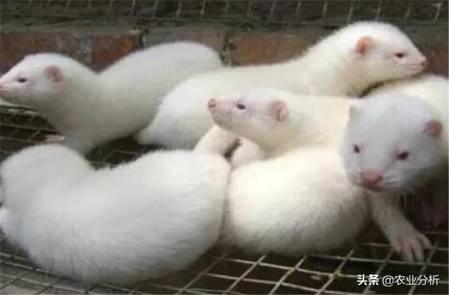 养貂的技巧和方法,养貂教程