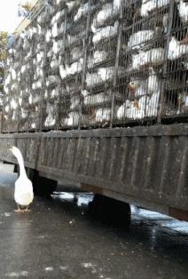 搞笑gif妹子的内心是崩溃的,搞笑gif妹子原来是个逗比