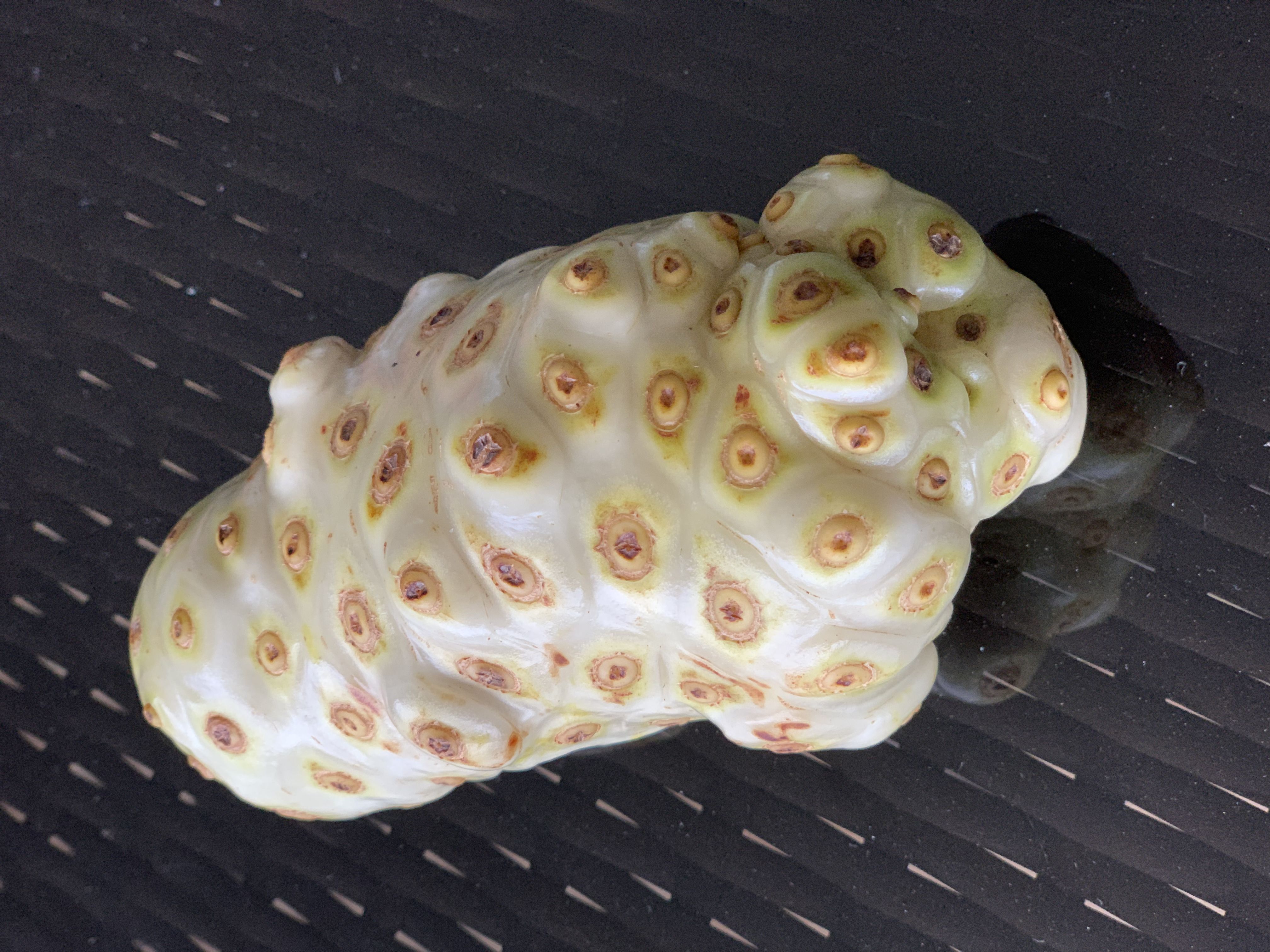 长得像发芽土豆而且不好吃海南实验田为啥还要种诺尼果