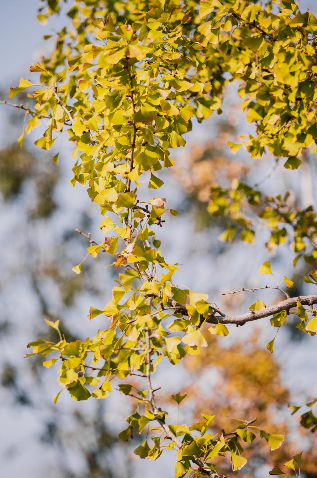 上海最美秋景,上海哪些公园可以拍秋景