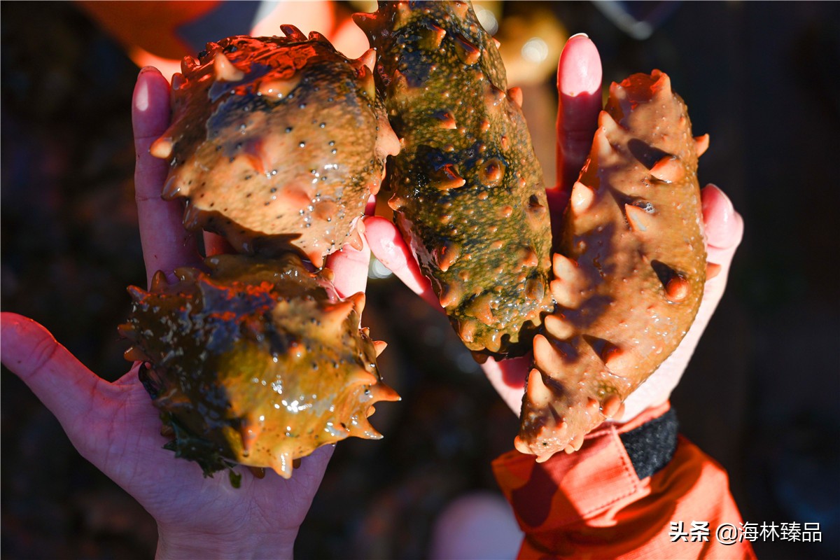 探秘海参的捕捞过程,野生海参采捕视频大全