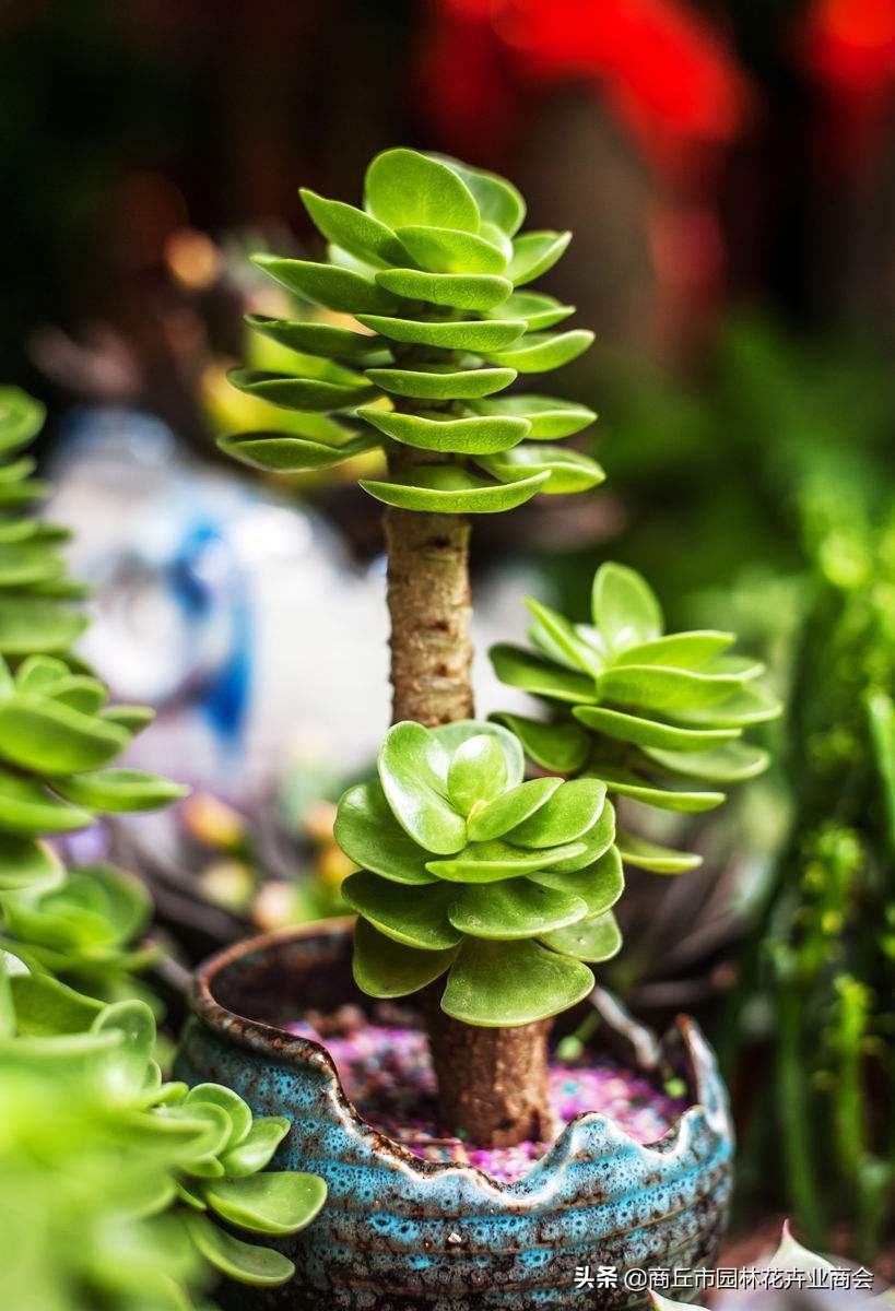 金钱木叶子发黄发软掉叶怎么回事,多肉金钱木叶子发黄发软枝干变细