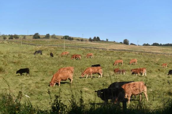 英国伦敦50亩的庄园别墅出售,英国300亩庄园出售