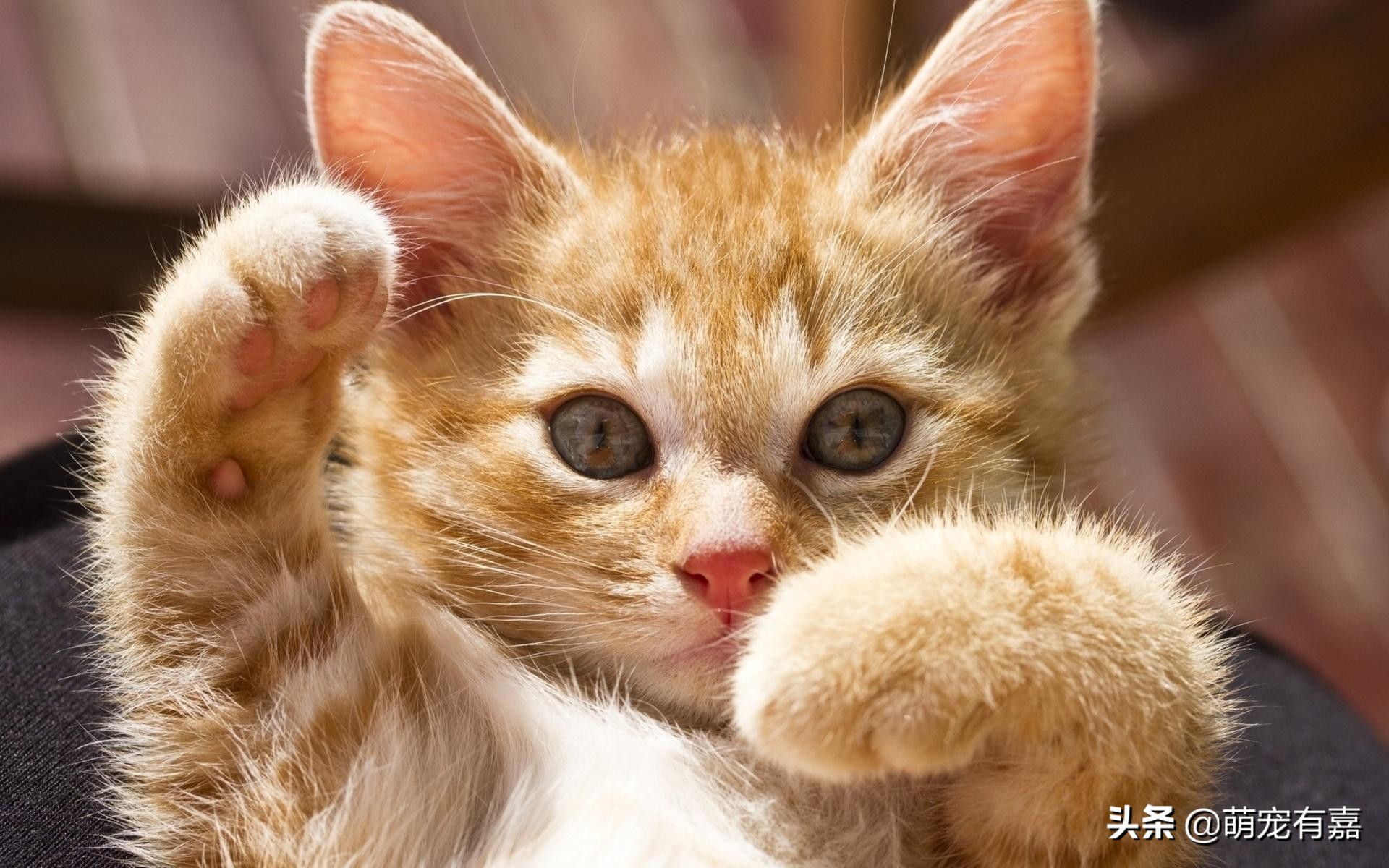 猫关节炎症状视频,猫得了关节炎怎么治